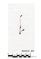 藏品(擬長蒴絲瓜苔)的圖片